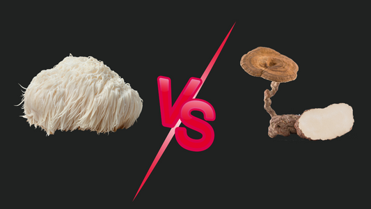 Lion’s Mane Vs Tiger Milk Mushroom: Which Is Best?