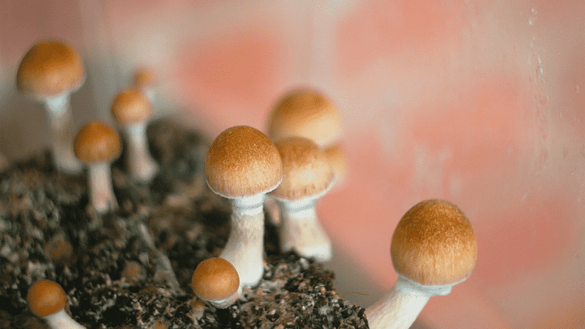 Is It Legal To Grow Your Own Magic Mushrooms In The UK?