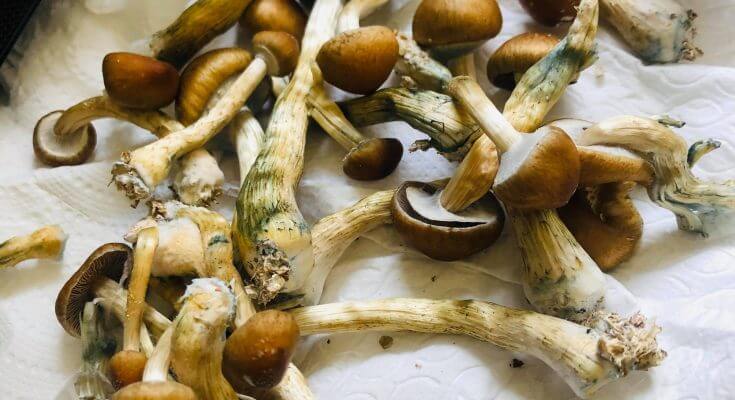 How To Microdose Magic Mushrooms In the UK (2023 Guide)