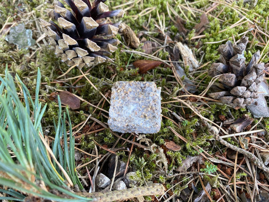 How A Scottish Fungi Start Up Are Saving The Forests