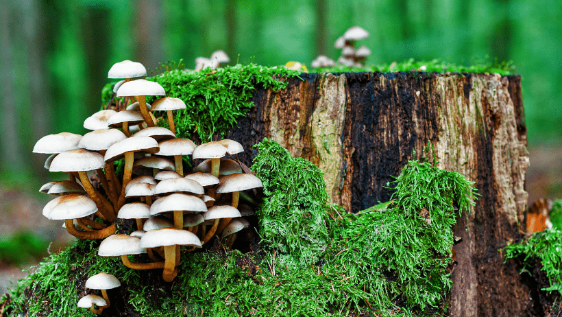 Mushrooms And Forest Bathing: The Japanese Practice Of Using Nature To Heal 