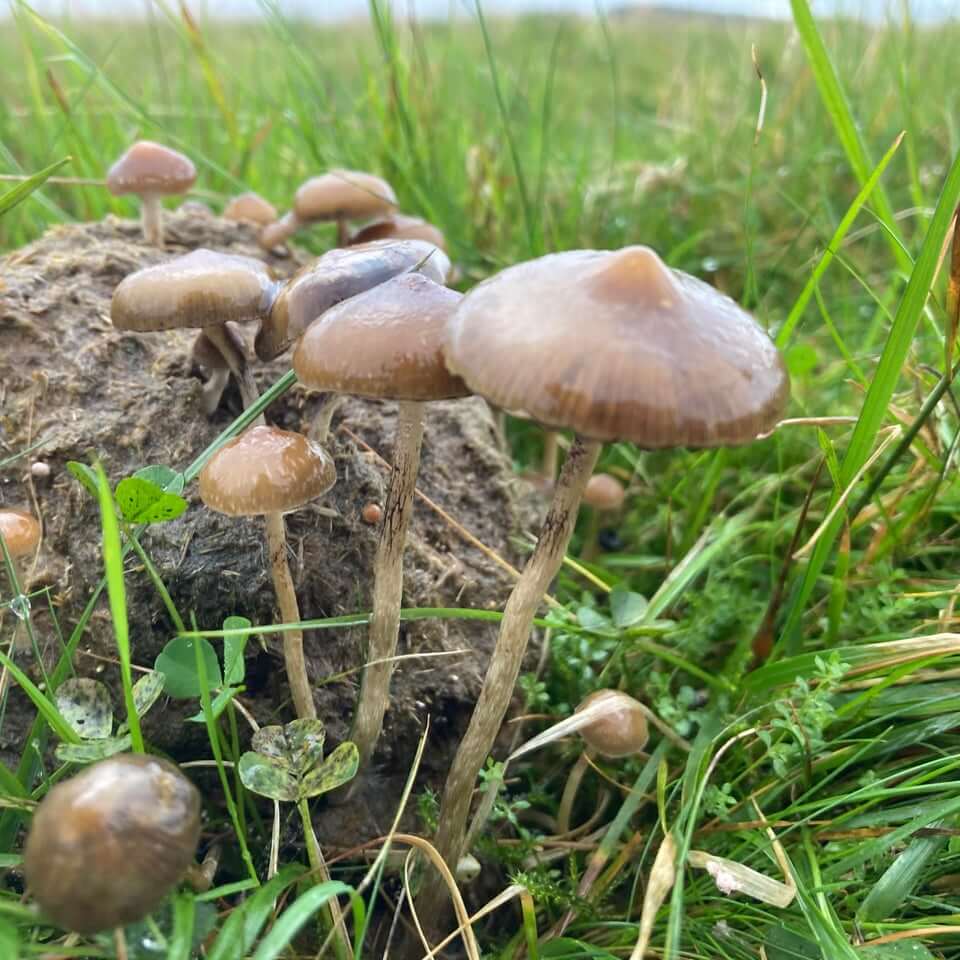 5 Types Of Psilocybin Mushroom That Grow Wild In The UK