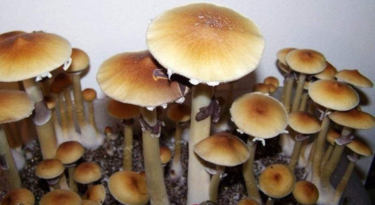 5 Of The Best Drugs To Microdose