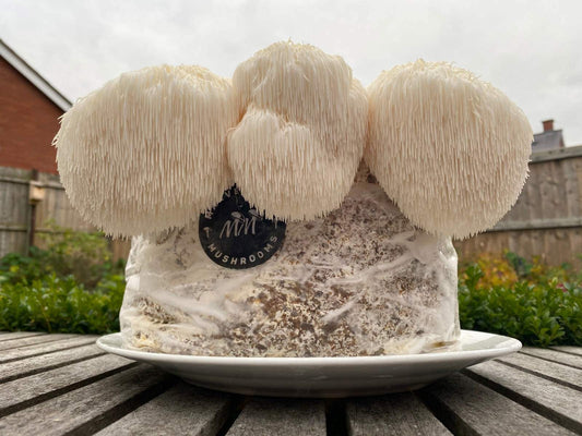 5 Best Lion's Mane Grow Kits in the UK