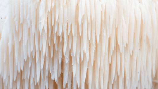 Can Lion’s Mane Mushroom Help With ADHD?