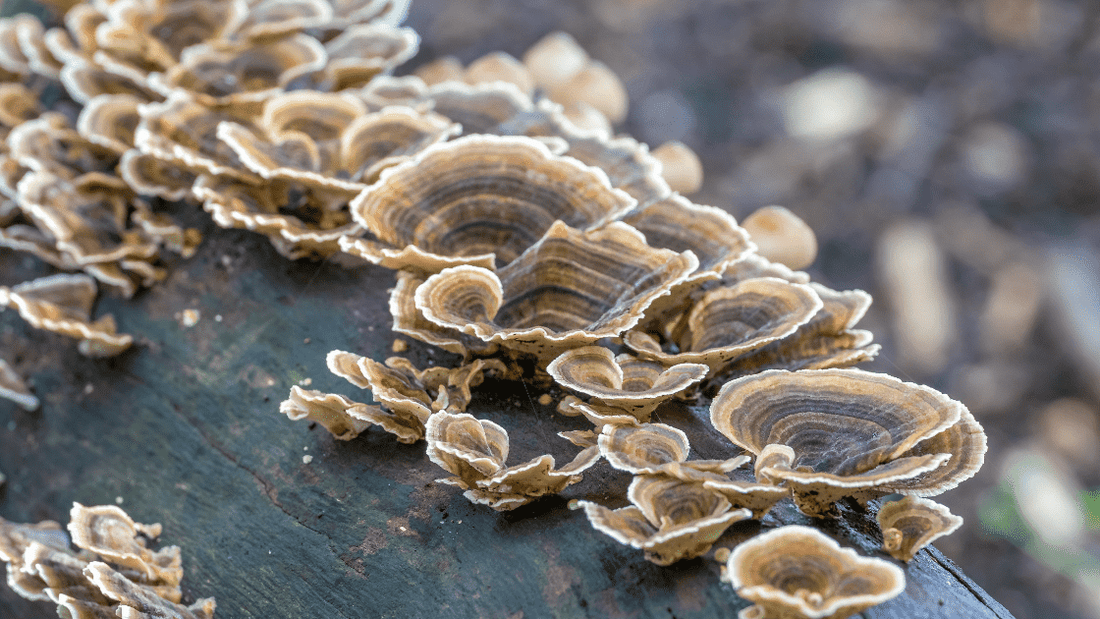 Best Turkey Tail Capsules In The UK (2023)