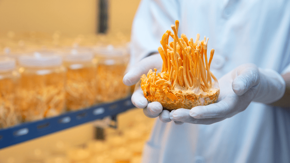 Can Cordyceps Help Clean Up the Brain?