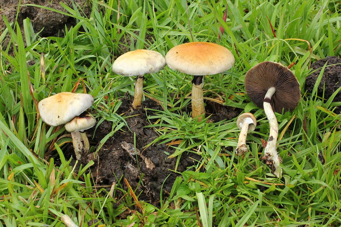 New Species Of Psilocybin Mushroom Found In Australia