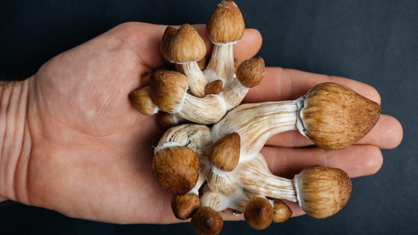 Psilocybin: MP Calls For Restrictions To Be Eased In The UK