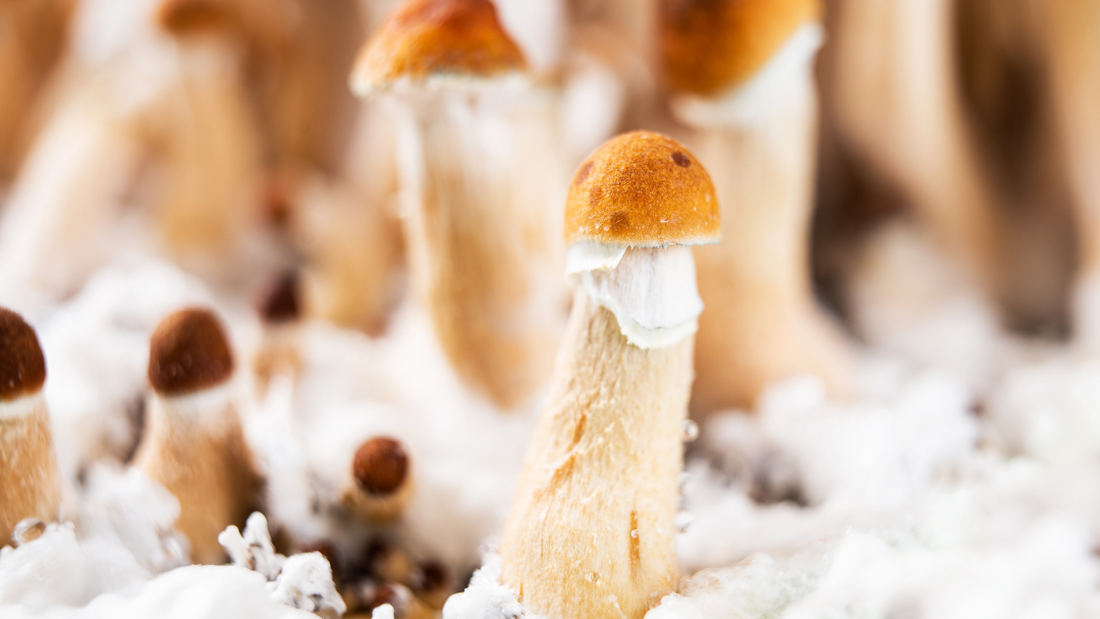 Best Magic Mushroom Spore Shops In The UK?