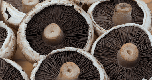 The Mushroom Mafia Conspiracy