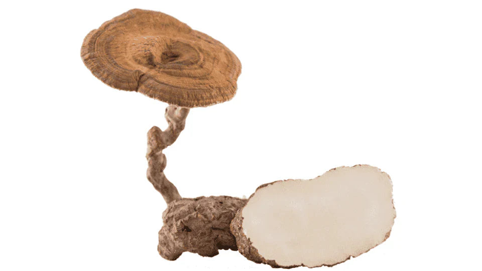 Ultimate Guide To Tiger Milk Mushroom: Benefits & Side Effects