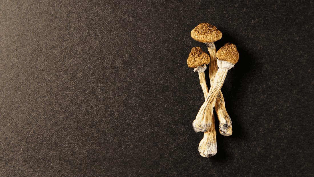 Psilocybin Shows "Rapid And Sustained" Antidepressant Effects In New Study