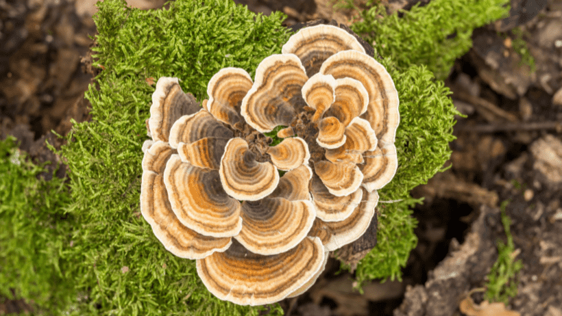 Best Turkey Tail Mushroom Supplements In The UK