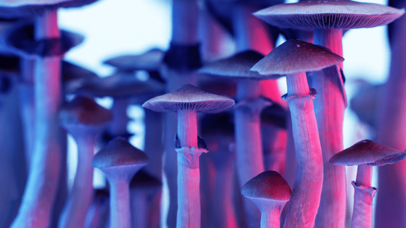 Best Magic Mushroom Grow Kits In The UK