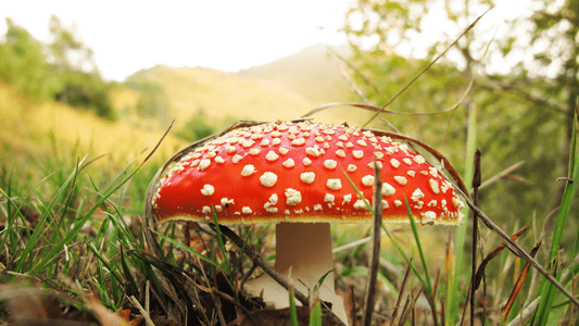 Is Amanita Muscaria Legal In The UK?