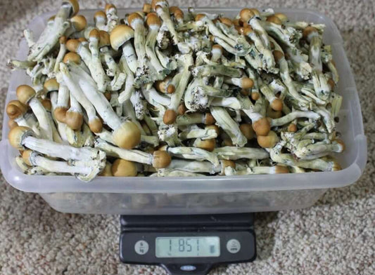 How Much Should You Pay For Magic Mushrooms In The UK?