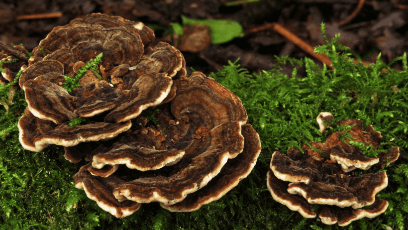 The Health Benefits Of Turkey Tail Mushroom