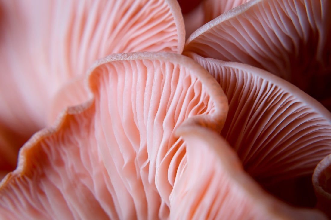 7 Profound Lessons I’ve Learned From Mushrooms And Fungi