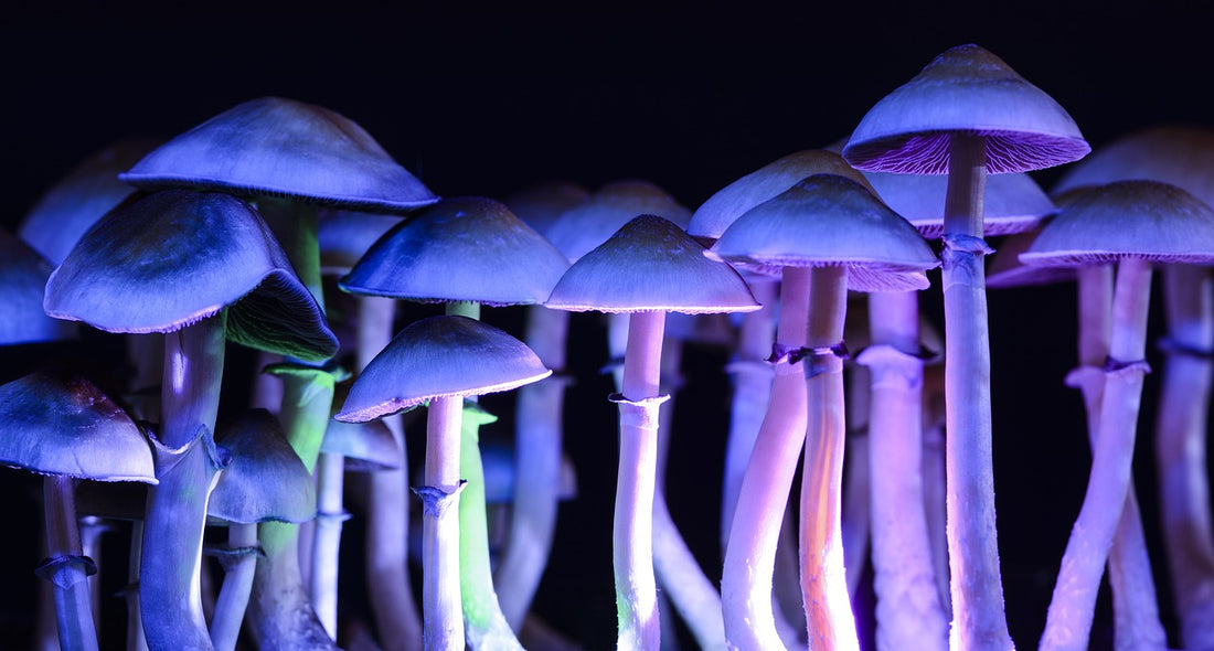 Are Magic Mushrooms Legal In The UK?